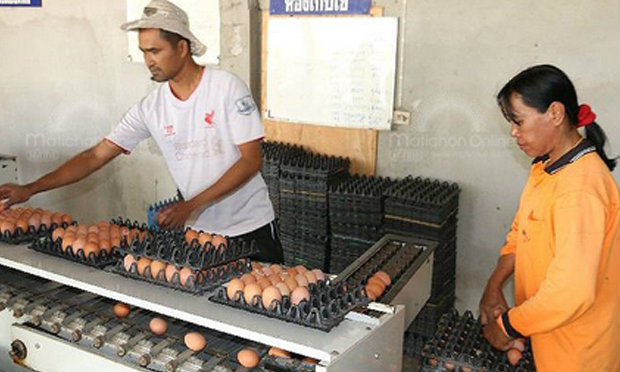 ผู้เลี้ยงไก่ไข่ จ่อปรับราคาไข่ไก่ขึ้นอีกฟองละ 10 สตางค์!